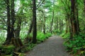 Hiking trail in rain forest Royalty Free Stock Photo