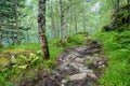 Hiking trail in the rainy wet forest with birch trees and fern Royalty Free Stock Photo