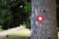Hiking trail red and white circular mark on tree bark. Trail number one written underneath.Shallow dept of field effect