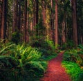 Hiking trail through a Redwood forest in northern California Royalty Free Stock Photo