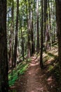 Hiking trail in a redwood Sequoia sempervirens forest, Butano State Park, San Francisco bay area, California Royalty Free Stock Photo