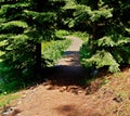 Trail of the Tree Tunnel