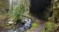 A Hiking Trail Through Scenic Oregon Forest Royalty Free Stock Photo