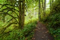 Hiking trail in Silver Falls State Park, Oregon in autumn Royalty Free Stock Photo