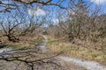 Hiking trail between small bare trees, wild grass in a Dutch dune reserve Royalty Free Stock Photo
