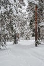 hiking trail in a snowy winter forest after a snowfall
