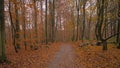Hiking trail through Sonian forest in fall Royalty Free Stock Photo