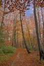 Hiking trail through Sonian forest in fall Royalty Free Stock Photo