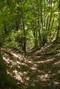 On the Hiking Trail Spessartweg