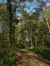 Hiking trail with spots of sunlight and shadow trough the forest Royalty Free Stock Photo