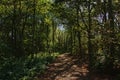 Hiking trail with spots of sunlight and shadow trough the forest Royalty Free Stock Photo