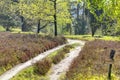 Hiking trail in spring, LÃÂ¼neburg Heath Nature Park.