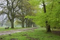 Hiking trail in spring, LÃÂ¼neburg Heath Nature Park, Northern Germany