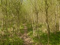 Hiking trail through a springtime forest in Gentbrugse Meersen nature reserve. Royalty Free Stock Photo