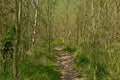 Hiking trail through a springtime forest in Gentbrugse Meersen nature reserve. Royalty Free Stock Photo