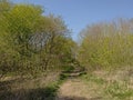 Hiking trail through a springtime forest in Gentbrugse Meersen nature reserve. Royalty Free Stock Photo