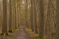 hiking trail through a sunny bare winter forest in the flemish countryside