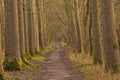 hiking trail through a sunny bare winter forest in the flemish countryside