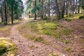 A hiking trail in a sunny forest Royalty Free Stock Photo