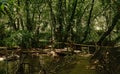 Path through a sunny forest in Sierra Norte de Sevilla, Spain