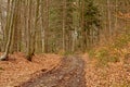 Hiking trail through a sunny forest with pine and bare decidous trees in the Wallonian countryside