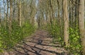 Hiking trail through a sunny spring forest in the flemish countryside Royalty Free Stock Photo