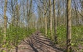 Hiking trail through a sunny spring forest in the flemish countryside Royalty Free Stock Photo