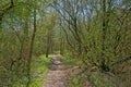 Hiking trail through a sunny spring forest in the flemish countryside Royalty Free Stock Photo