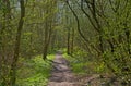 Hiking trail through a sunny spring forest in the flemish countryside Royalty Free Stock Photo