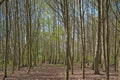 Hiking trail through a sunny spring forest in the flemish countryside Royalty Free Stock Photo