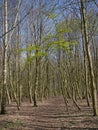 Hiking trail through a sunny spring forest in the flemish countryside Royalty Free Stock Photo