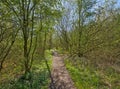 Hiking trail through a sunny spring forest in the Flemish countryside Royalty Free Stock Photo