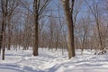 Hiking trail through a sunny winter forest with snow Royalty Free Stock Photo