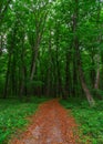 Hiking trail through tall trees in a lush green forest Royalty Free Stock Photo