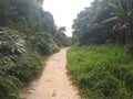 Hiking Track In Taman Neagara Malaysia
