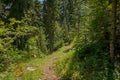 Hiking trail thorugh a pine forest in the French Alps