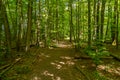 Hiking trail though the Palatinate forest nearby Pirmasens Royalty Free Stock Photo