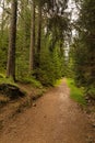 hiking trail in the thuringian forest Royalty Free Stock Photo