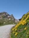 Hiking trail to bachalpsee switzerland Royalty Free Stock Photo