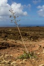 Agaves in the lava field. Lanzarote, Canary Islands, Spain