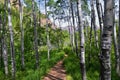 Hiking Trail to Lake Blanche forest and mountain. Wasatch Front Rocky Mountains, Twin Peaks Wilderness, Wasatch National Forest