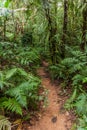 Hiking trail to Mount Talinis, Negros island, Philippin