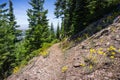 Hiking trail to the top of Black Butte, close to Shasta Mountain, Siskiyou County, Northern California; Common woolly sunflower Royalty Free Stock Photo