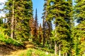 A hiking trail at Sun Peaks in British Columbia,Canada