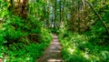 Hiking The Trail At Tolmie State Park On A Beautiful Day, Olympia, Washington, USA Royalty Free Stock Photo