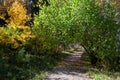 Hiking trail with tree arch in autumn forest Royalty Free Stock Photo