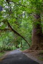 Hiking trail with trees and bridge of Hoh Rain Forest Royalty Free Stock Photo