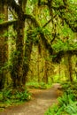 Hiking trail with trees covered with moss in the rain forest Royalty Free Stock Photo