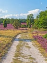 Hiking trail trough the landscape of Lueneburg Heath, Lower Saxony, Germany