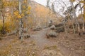 Hiking trail through underbrush to forest of pines and aspen Royalty Free Stock Photo